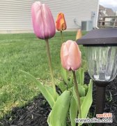 郁金香的象征意义与文化价值 郁金香