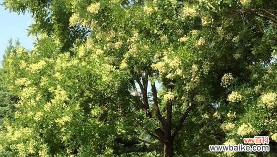 探寻树木与爱情的象征意义 爱情之树