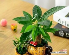 用寓意美好的盆景树装点生活 寓意美好的盆景树——心灵的绿洲