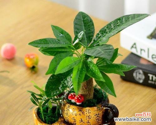 用寓意美好的盆景树装点生活 寓意美好的盆景树——心灵的绿洲