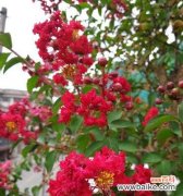 春花争艳 金榜题名之花——寓意与美丽交织的自然艺术