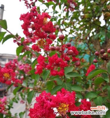 春花争艳 金榜题名之花——寓意与美丽交织的自然艺术