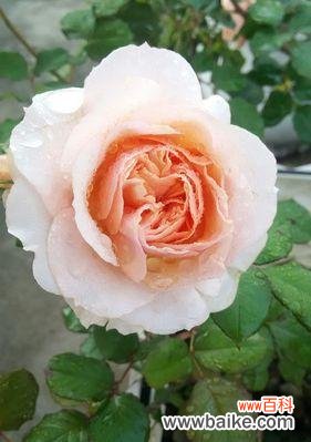 从春天到夏天 月季春化