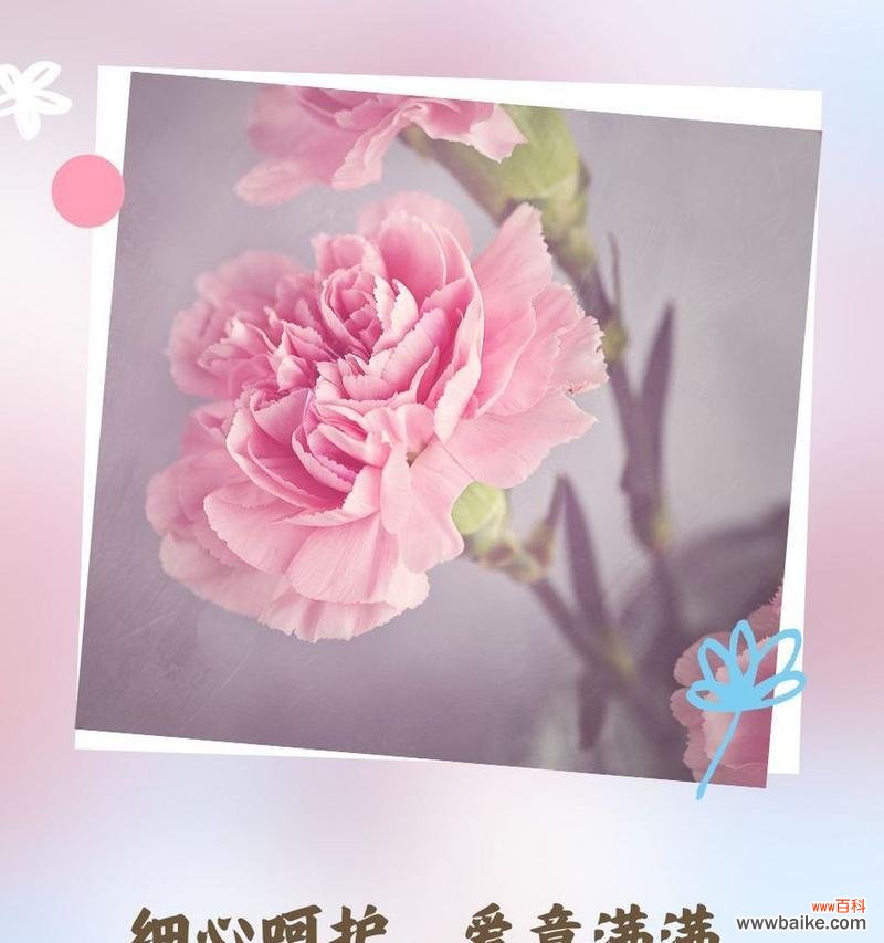 哪种花代表细心善良谨慎忠诚?花语有哪些含义?