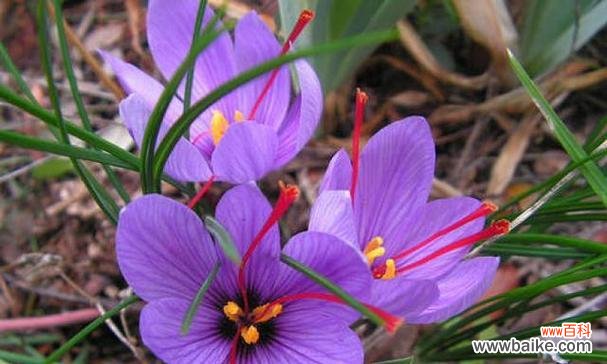 紫色罗兰的花语是什么?为什么它被认为好看?