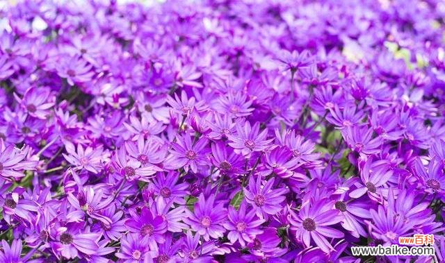 紫色罗兰的花语是什么?为什么它被认为好看?