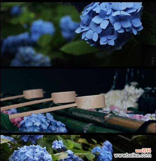 哪种花的花语代表残念？残念的花语有何含义？