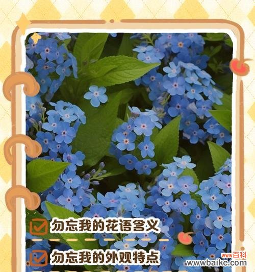 苍月草花语是什么blue？苍月草的蓝色花语有何深意？