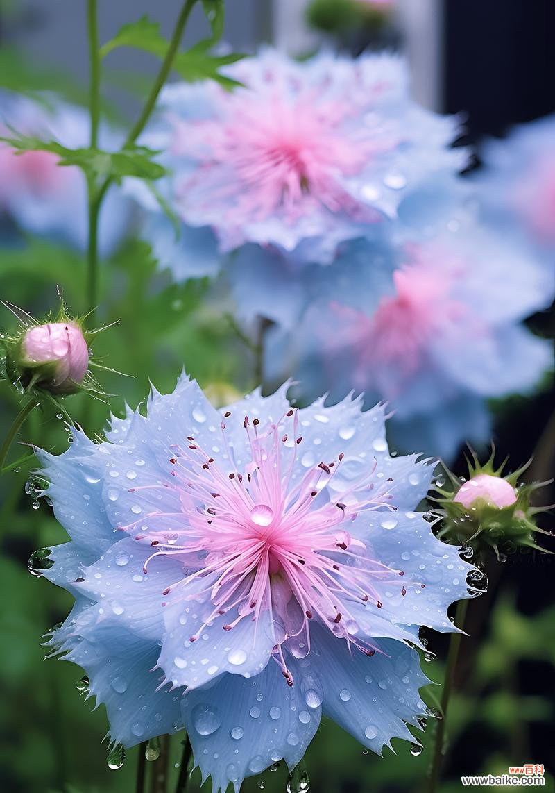 苍月草花语是什么blue？苍月草的蓝色花语有何深意？