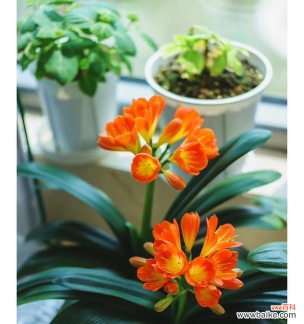 君子兰开花寓意何在?