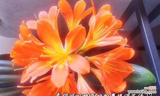 君子兰开花寓意何在?