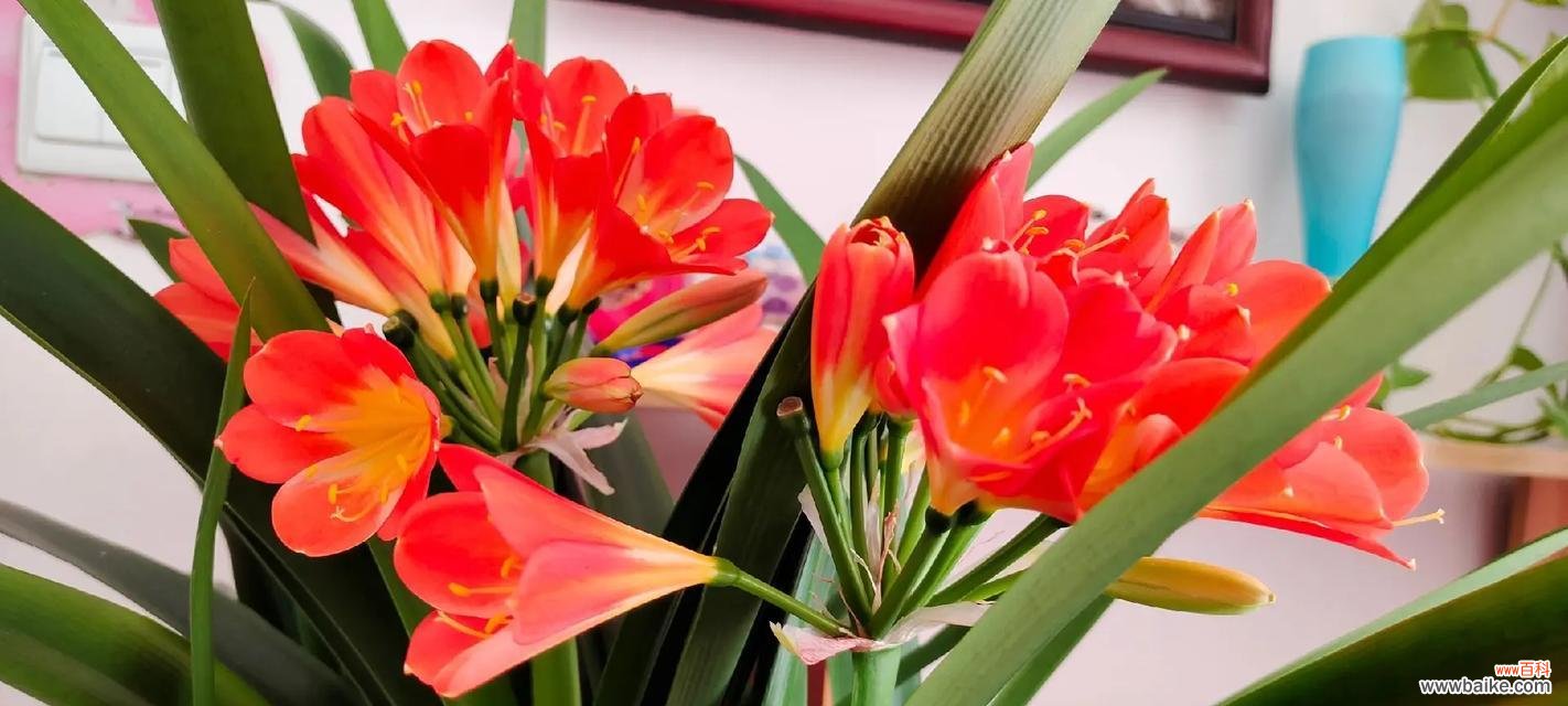 君子兰开花寓意何在?