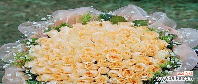 香槟玫瑰花的花语有何深意?它代表了哪种爱情?