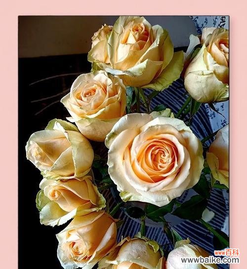 香槟玫瑰花的花语有何深意?它代表了哪种爱情?