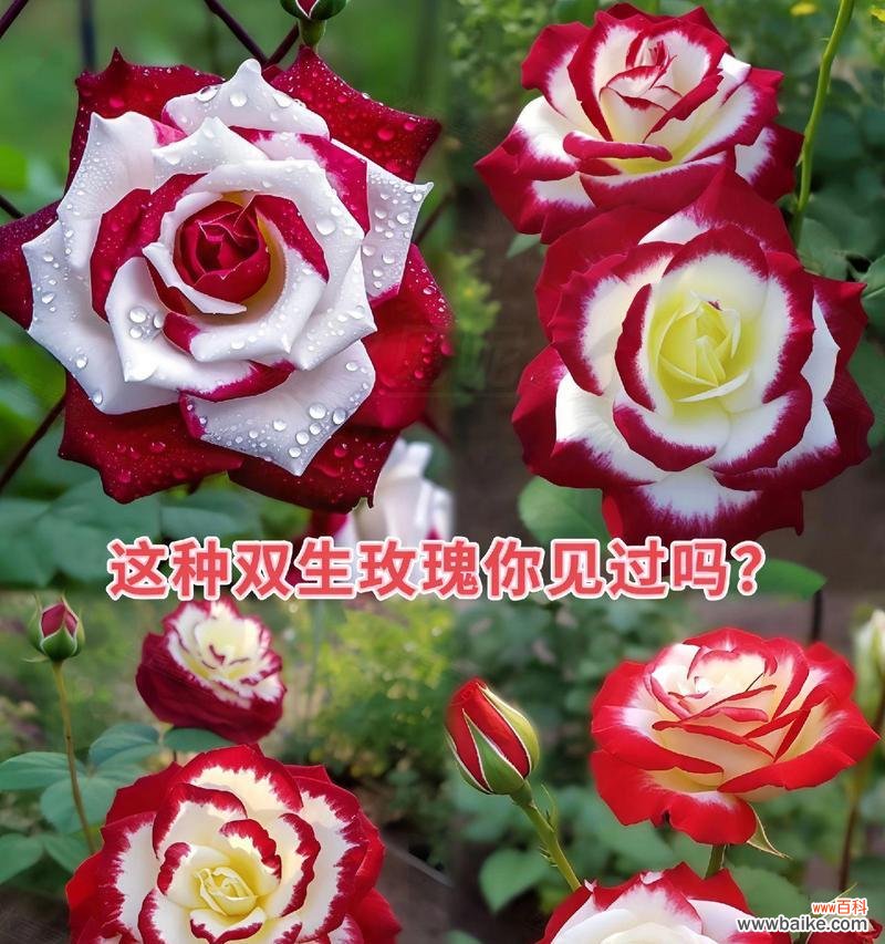 玫瑰花永不过时的花语是什么？