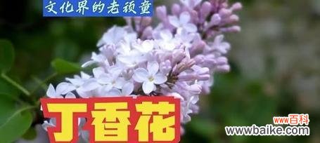 予香的花语是什么？予香花代表了什么？