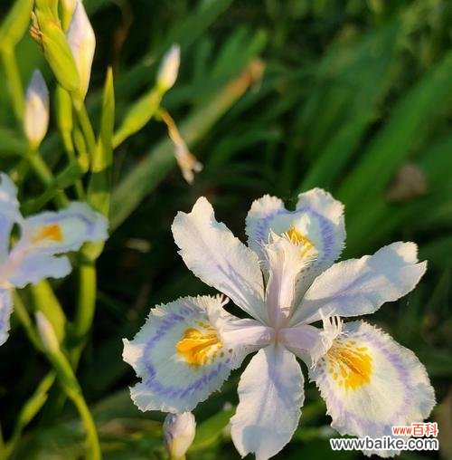 哪种花的花语象征纯洁无瑕?