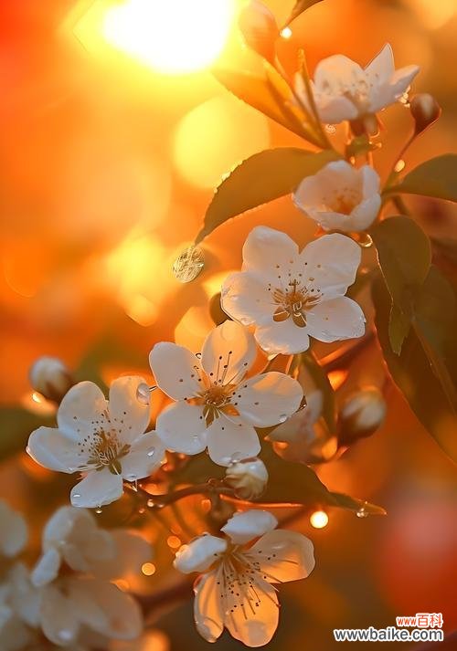 哪种花的花语象征纯洁无瑕?