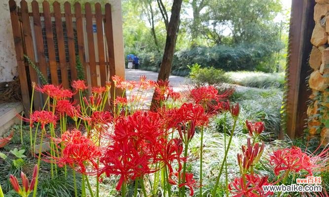 弥沙花的花语有何独特之处？