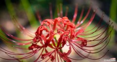 弥沙花的花语有何独特之处？