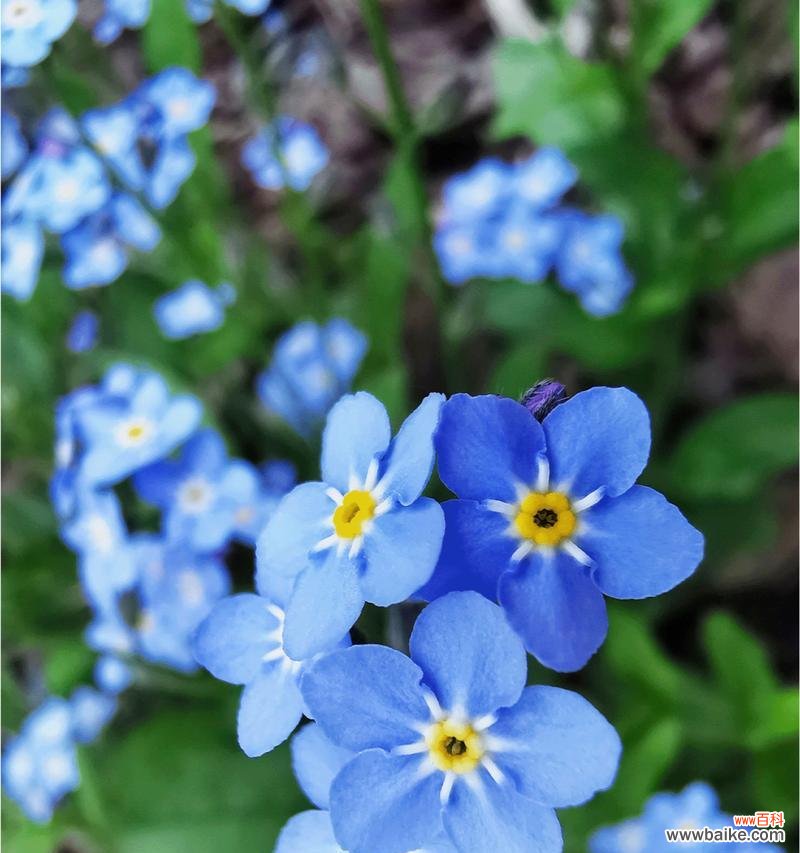 毋忘我的花语是什么？它象征着什么？