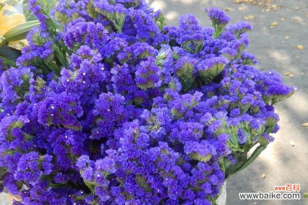 毋忘我的花语是什么？它象征着什么？