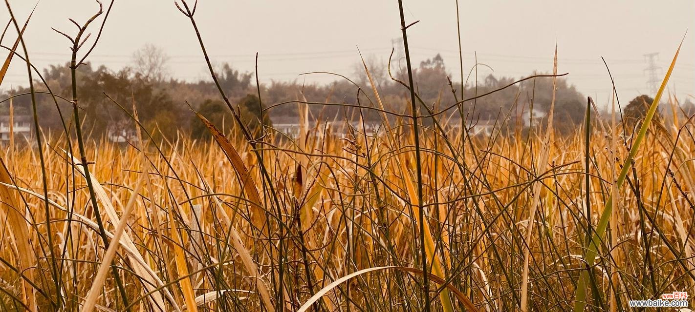 丝茅草的花语寓意是什么？丝茅草象征着哪些特质？