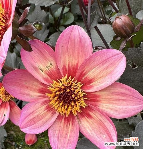 天竺菊的象征意义是什么？