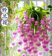 铃兰白花的花语代表了什么？