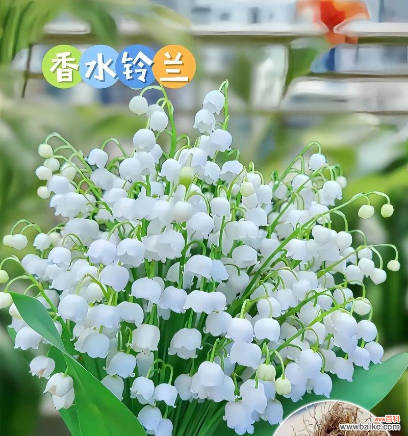 铃兰白花的花语代表了什么?