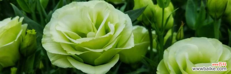 洋桔梗,傲然挺立的花朵 洋桔梗的花语与寓意