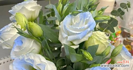 洋桔梗,傲然挺立的花朵 洋桔梗的花语与寓意