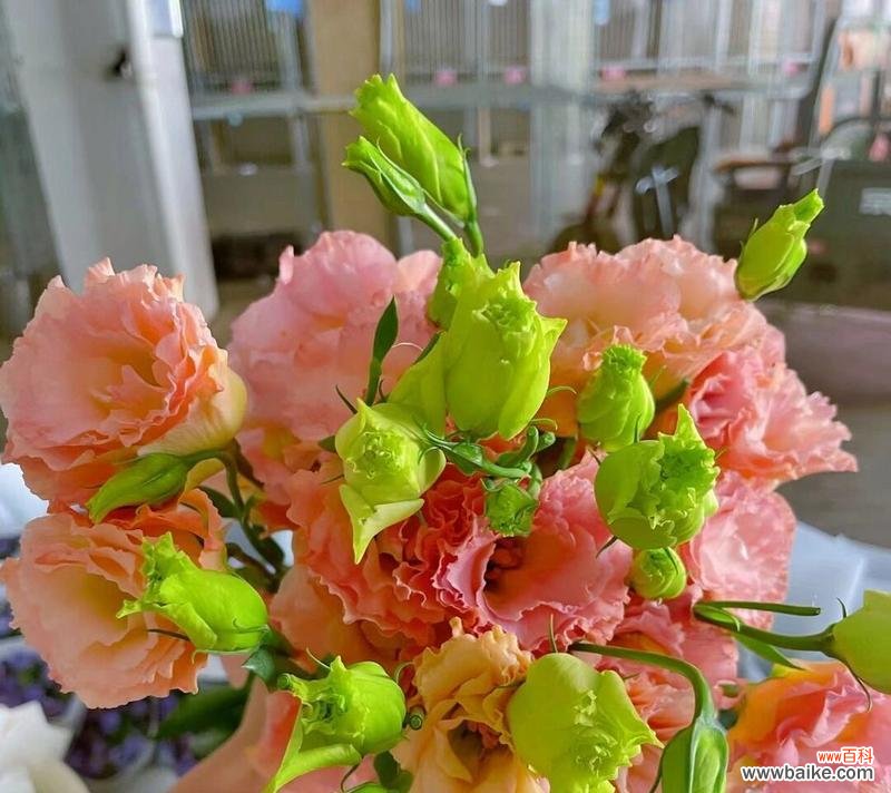 洋桔梗,傲然挺立的花朵 洋桔梗的花语与寓意