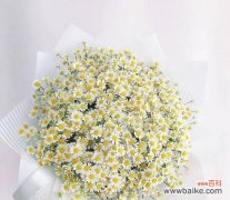 探寻洋甘菊的神秘力量 洋甘菊花语与寓意