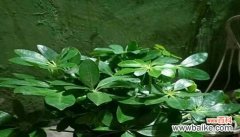 以木材中的鸭掌纹为主题的寓意与象征 鸭掌木的寓意与象征