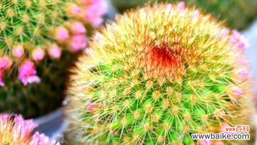 揭开仙人掌花语的多重含义 仙人掌花语的奥秘