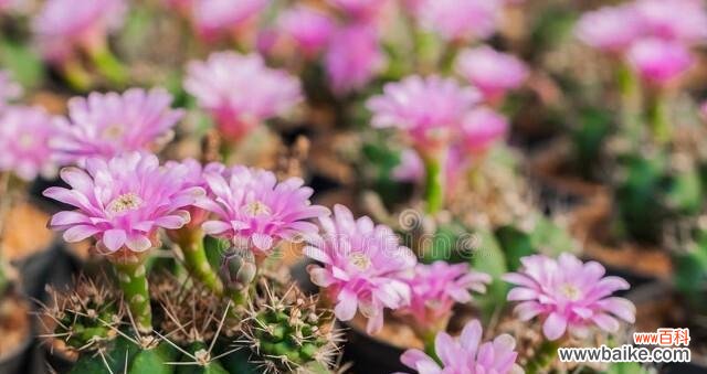 揭开仙人掌花语的多重含义 仙人掌花语的奥秘