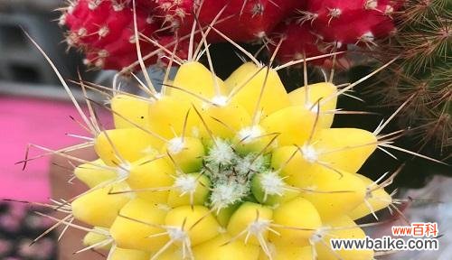 揭开仙人掌花语的多重含义 仙人掌花语的奥秘