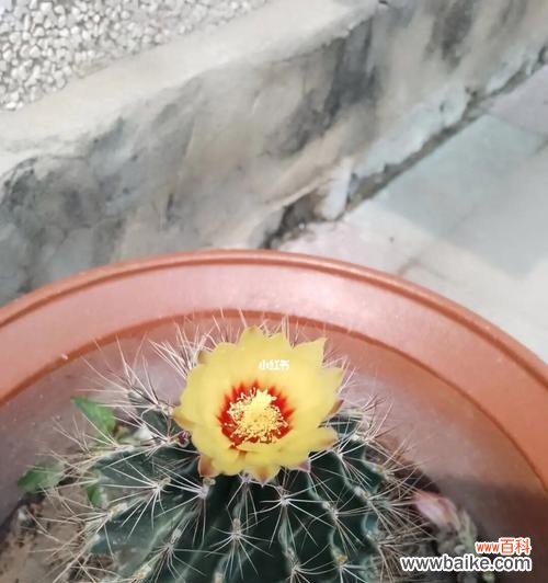 揭开仙人掌的秘密与寓意 仙人掌的生命之道