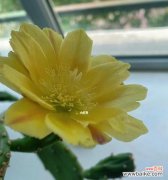 掌中绽放的神奇生命之花 仙人掌开花之美