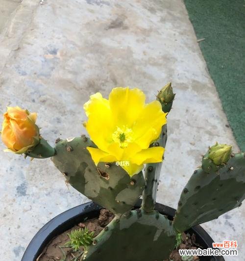 掌中绽放的神奇生命之花 仙人掌开花之美