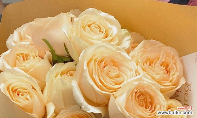 高贵而神秘的香槟玫瑰，向你传达不一样的情感 香槟玫瑰