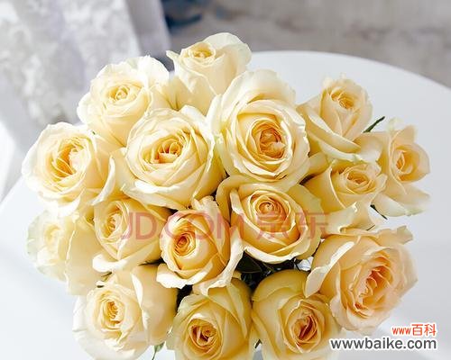 探寻33朵香槟玫瑰背后的秘密 33朵香槟玫瑰的象征意义