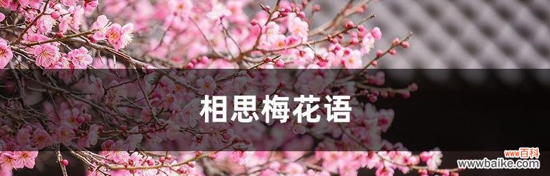 相思梅花语的丰富内涵与传统文化的融合 相思梅的花语及寓意大揭秘