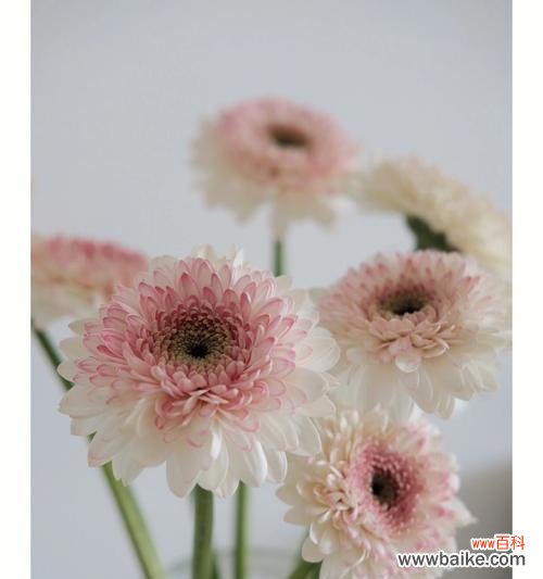 研究鲜切花在生活中的作用及其心理价值 探索以鲜切花的意义