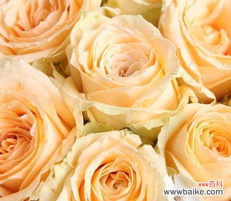 探寻香槟玫瑰的花语和文化寓意 香槟玫瑰