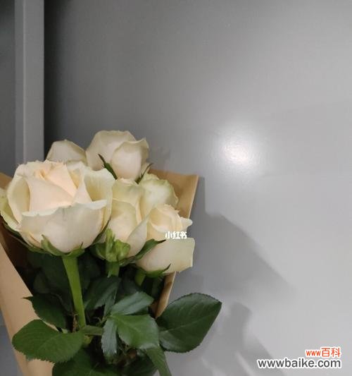 揭秘香槟玫瑰的独特魅力与情感象征 香槟玫瑰的花语与寓意