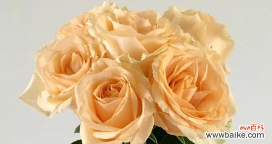 探索香槟玫瑰的美丽花语与深远寓意 香槟玫瑰花语与寓意