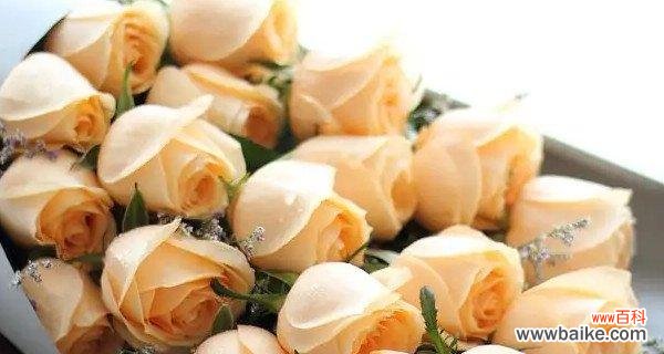 探索香槟玫瑰的美丽与神秘 香槟玫瑰的花语及象征意义