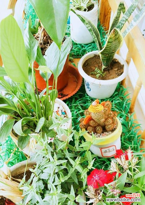 以植物为媒介 植物中的教师精神